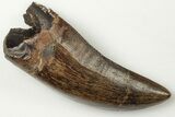Serrated Tyrannosaur Tooth - Judith River Formation #200256-1